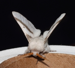 Bombycomorpha bifascia