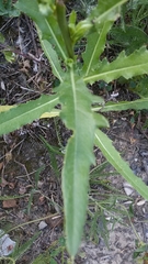 Cirsium arvense