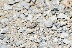 Trimerotropis occidentalis