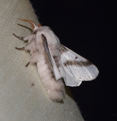 Bombycomorpha bifascia