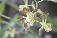 Encyclia parviflora
