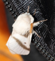 Bombycomorpha bifascia