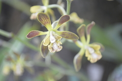 Encyclia parviflora