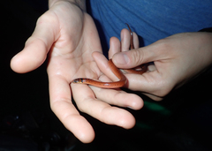 Atractus torquatus