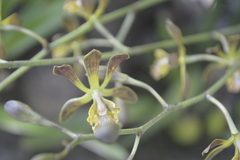 Encyclia parviflora