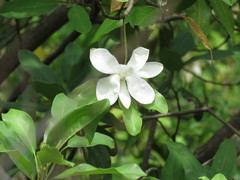 Magnolia pugana