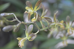 Encyclia parviflora