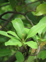 Magnolia pugana