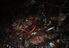 Atractus torquatus
