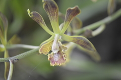 Encyclia parviflora
