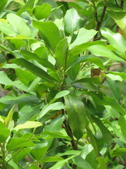 Magnolia pugana