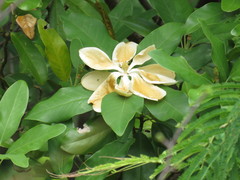 Magnolia pugana