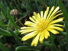 Malephora latipetala