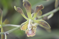 Encyclia parviflora
