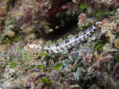 Barredtail Blenny photo 2