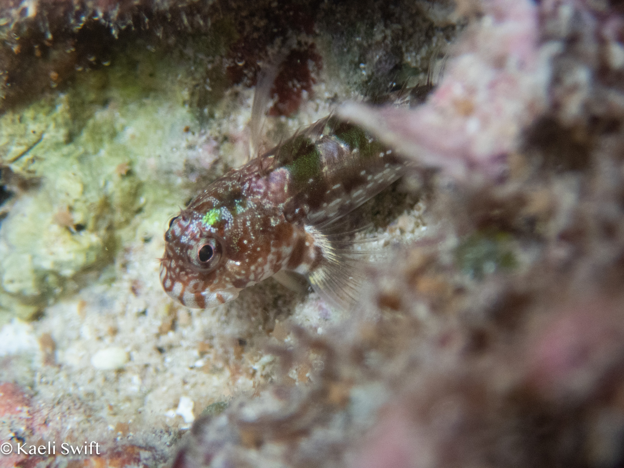 Barredtail Blenny photo 6