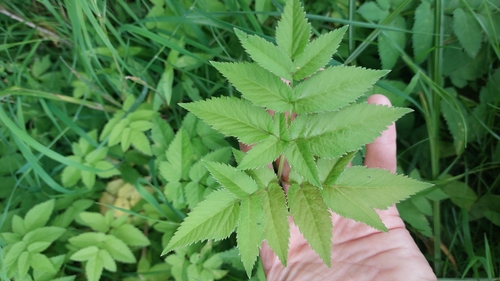 Image of Angelica genuflexa by no rights reserved