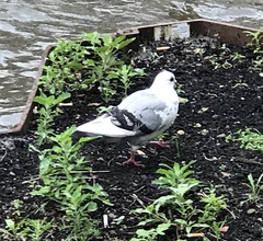 Columba livia domestica