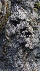 Papilio nephelus chaonulus