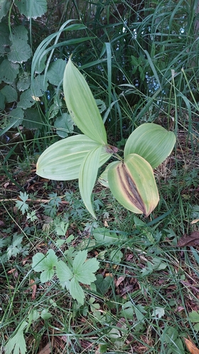 Image of East Asian White False-Hellebore (Veratrum oxysepalum) by no rights reserved