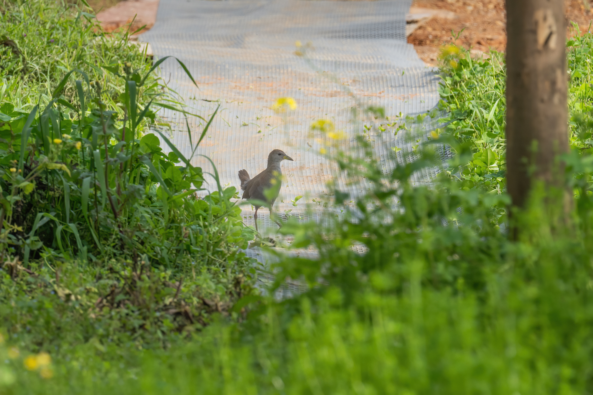 Brown Crake