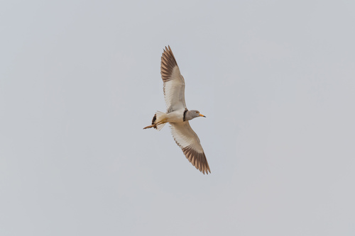 Illustrazione di Gray-headed Lapwing