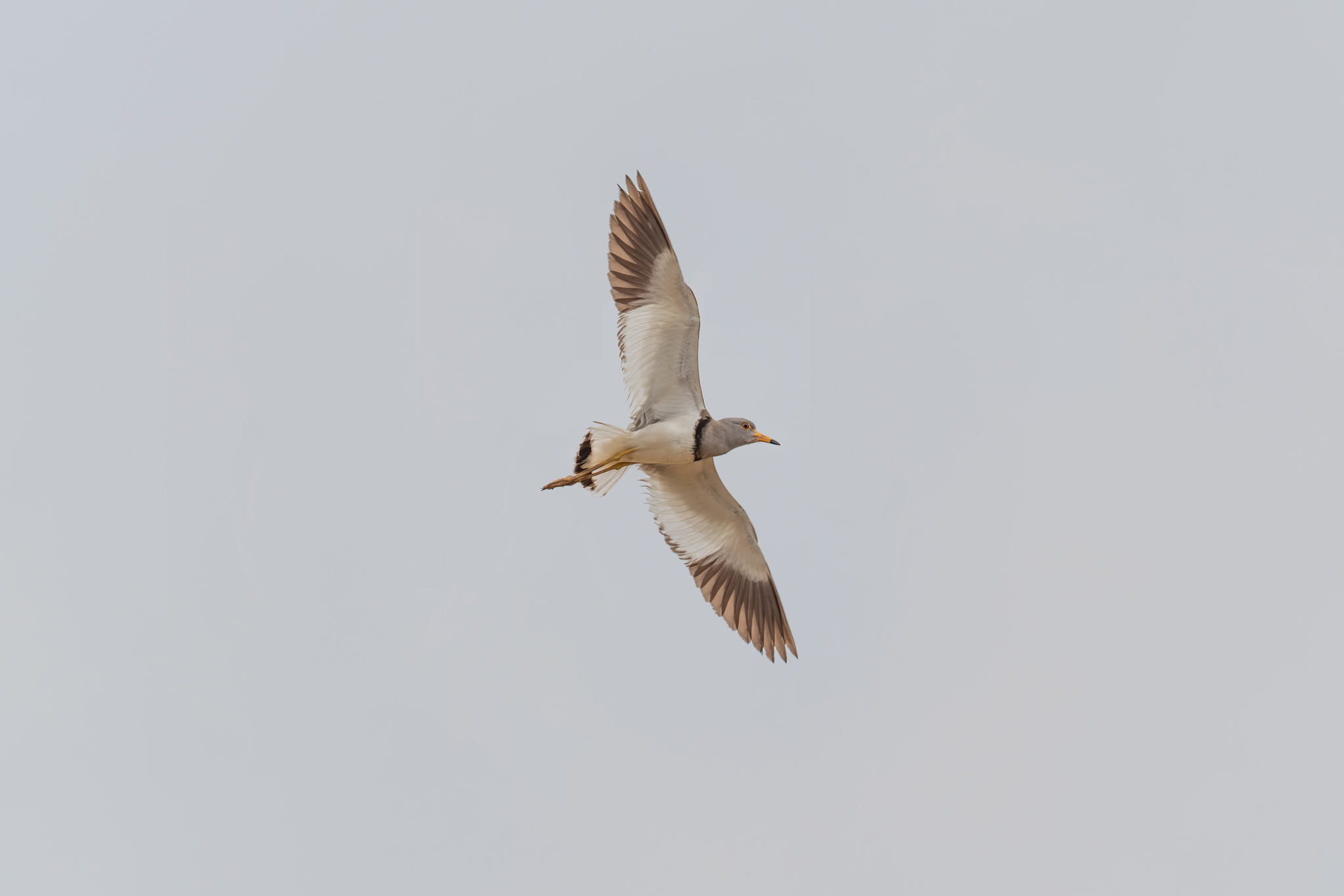 Grey-headed Lapwing illustration