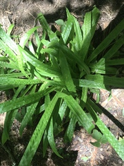 Careyanae