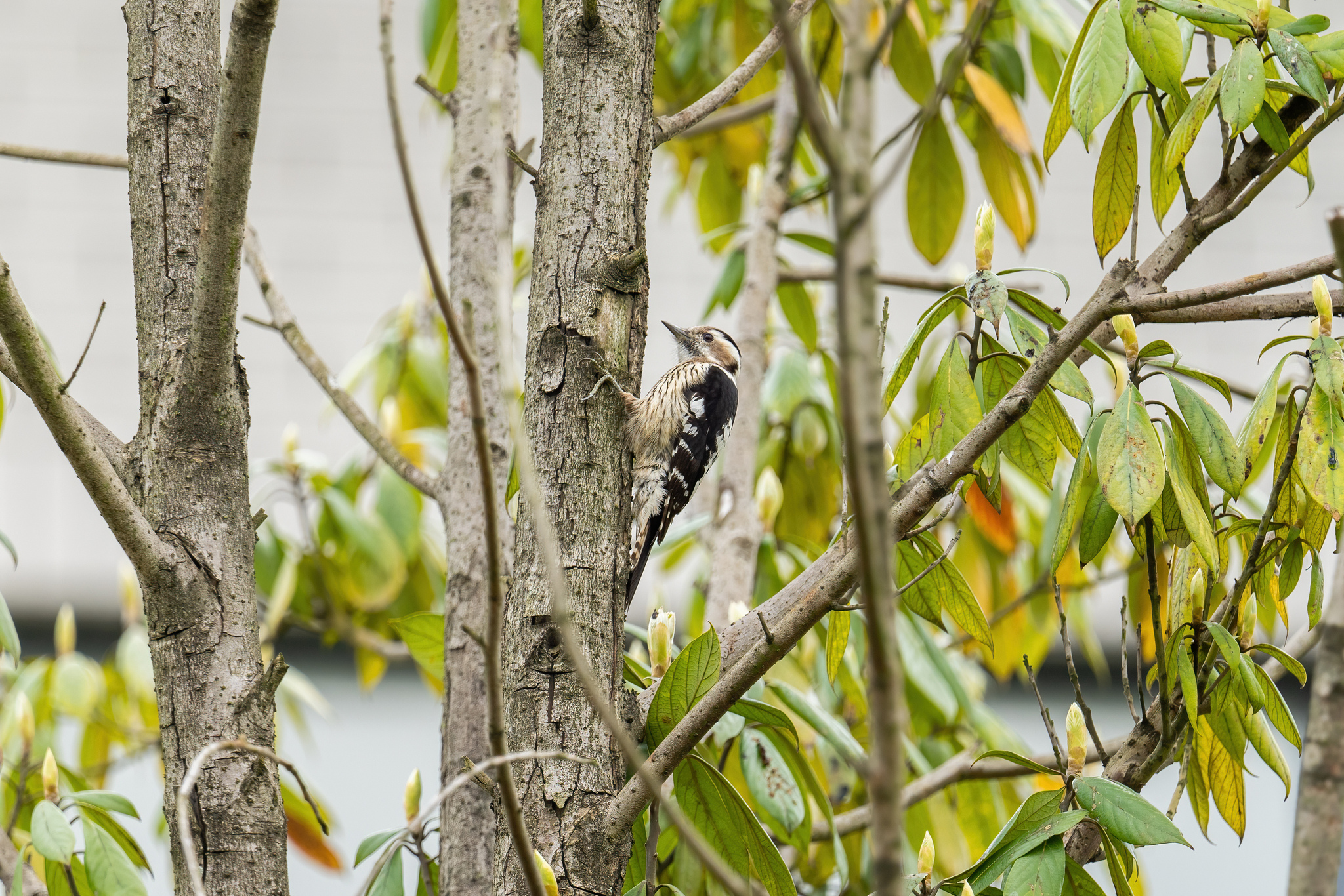 Grey-capped Pygmy Woodpecker