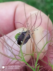 Holcostethus sphacelatus