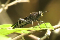Mydas chrysostomus