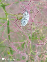 Holcostethus sphacelatus