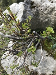 Rhamnus alpina