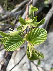 Rhamnus alpina