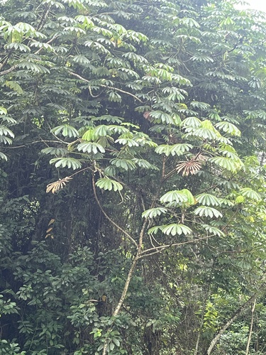 African corkwood tree