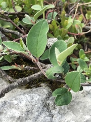 Cotoneaster integerrimus