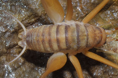 Dolichopoda
