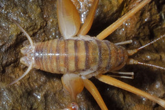 Dolichopoda