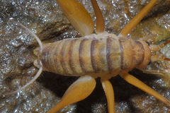 Dolichopoda