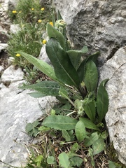 Senecio doronicum