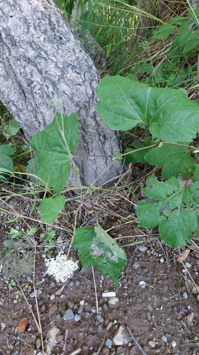 Image of Giant Meadowsweet (Filipendula camtschatica) by no rights reserved