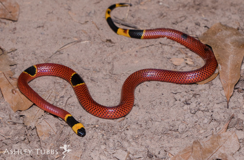 Texas Coralsnake