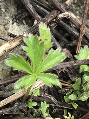 Potentilla crantzii