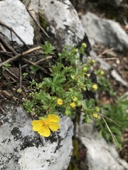 Potentilla crantzii