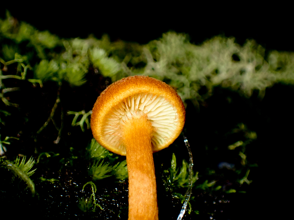 Gymnopilus ferruginosus