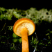 Gymnopilus ferruginosus - Photo (c) Felix Harper, algunos derechos reservados (CC BY-NC), subido por Felix Harper