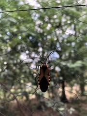 Sephina vinula