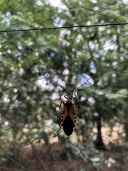 Sephina vinula