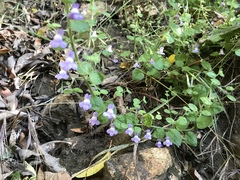 Sairocarpus nuttallianus