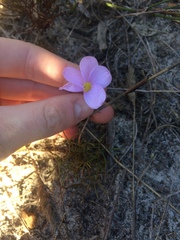 Oxalis polyphylla pentaphylla